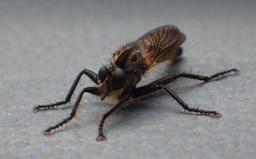 Didysmachus picipes